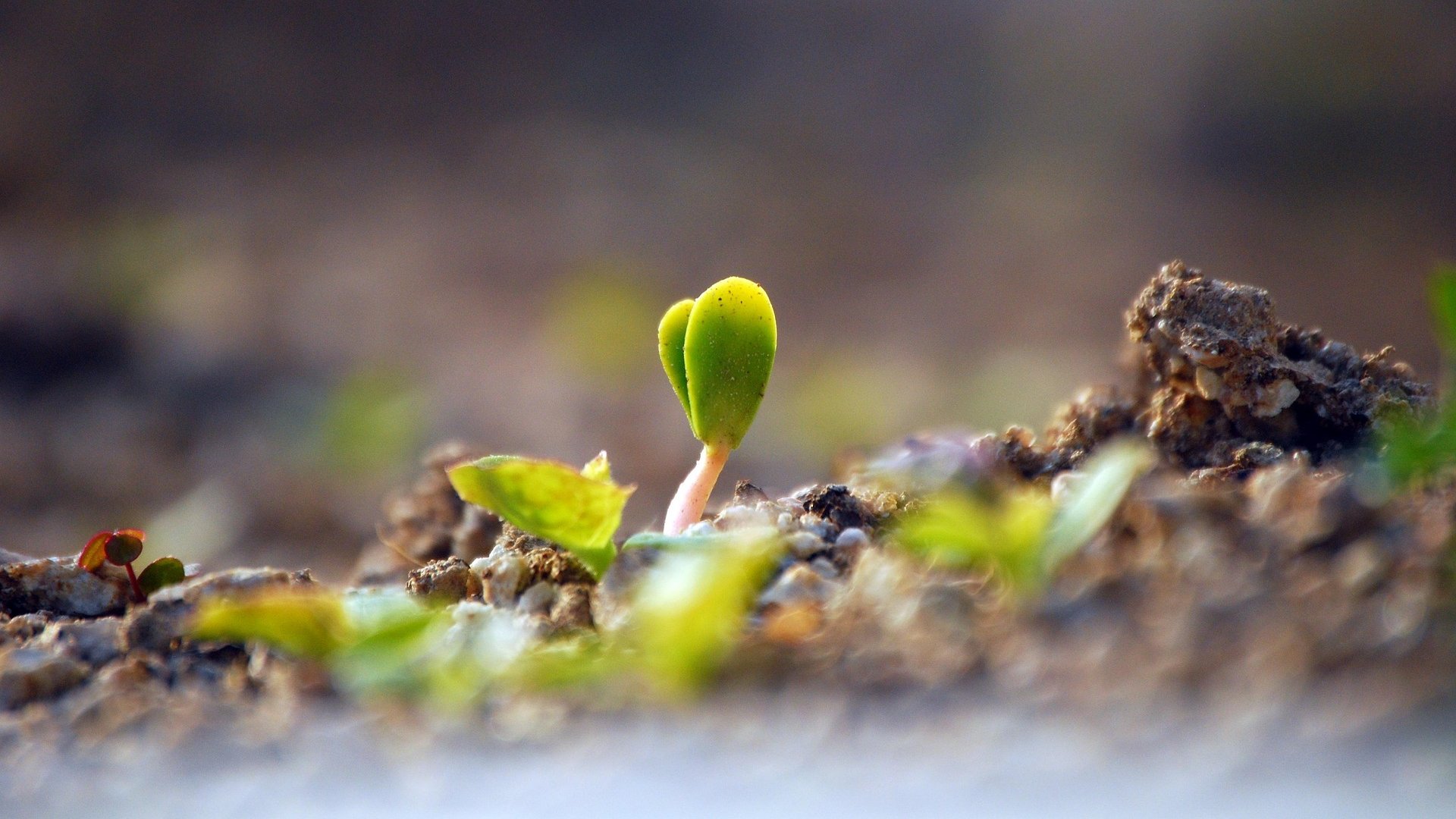 Une petite pousse de plante qui sort de terre, métaphore d'une approche progressive et respectueuse du sommeil des bébés