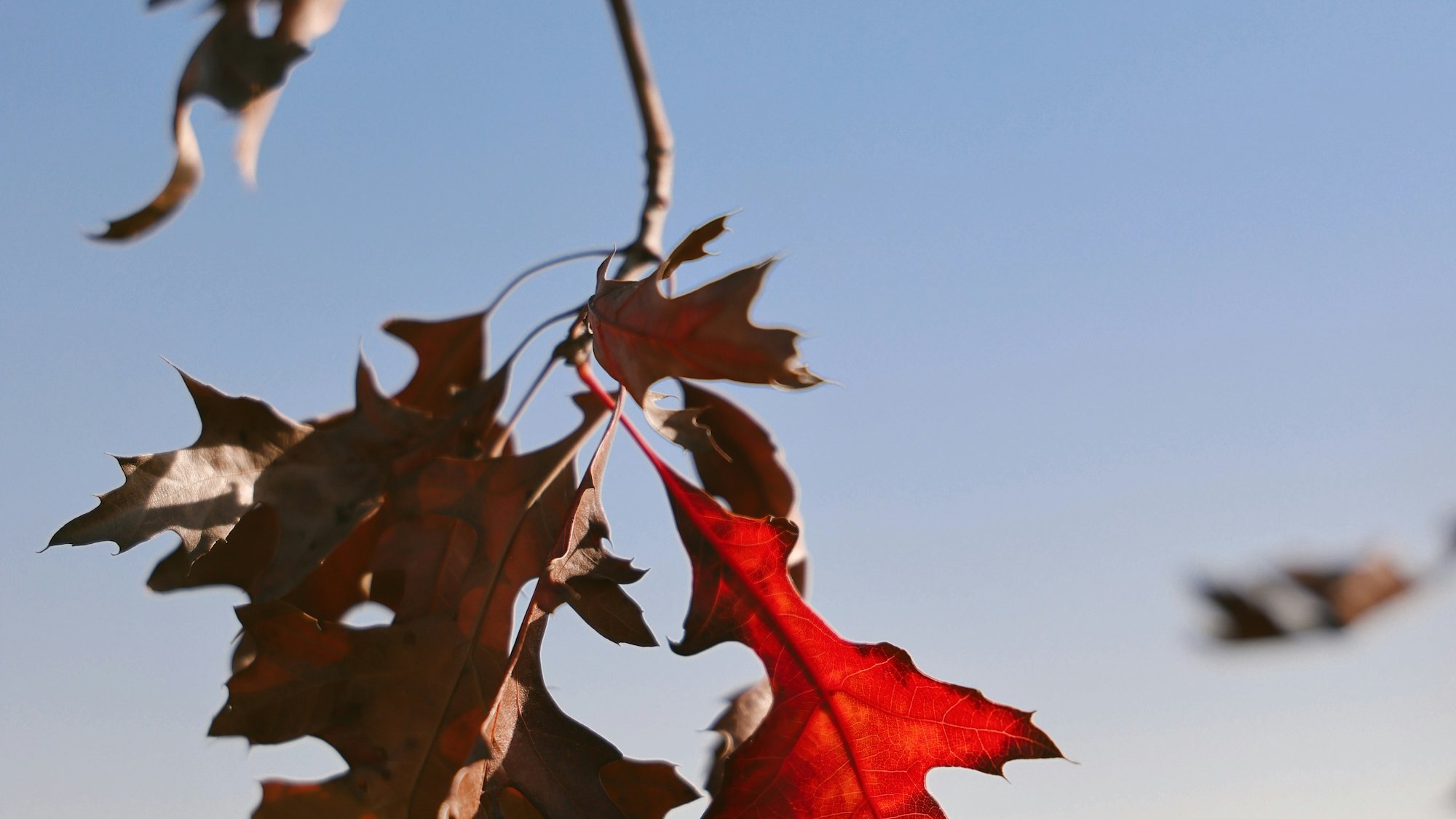 Changement d'heure et sommeil des enfants : symbole de la transition automnale